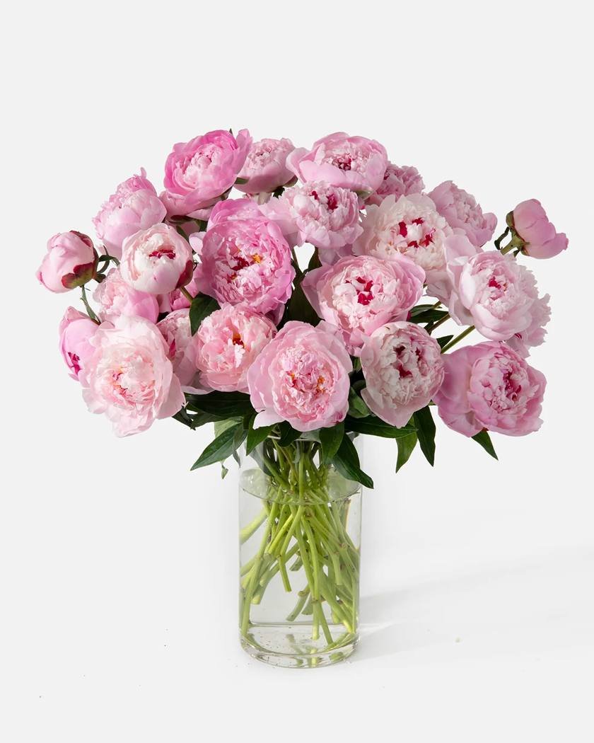 The Peony